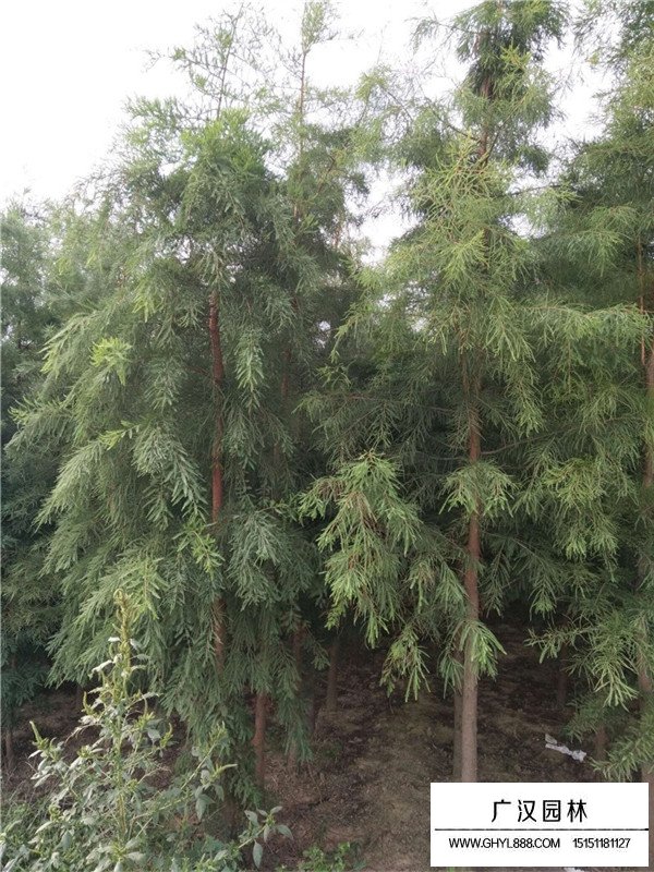 怎么區(qū)分墨西哥落羽杉(圖2)