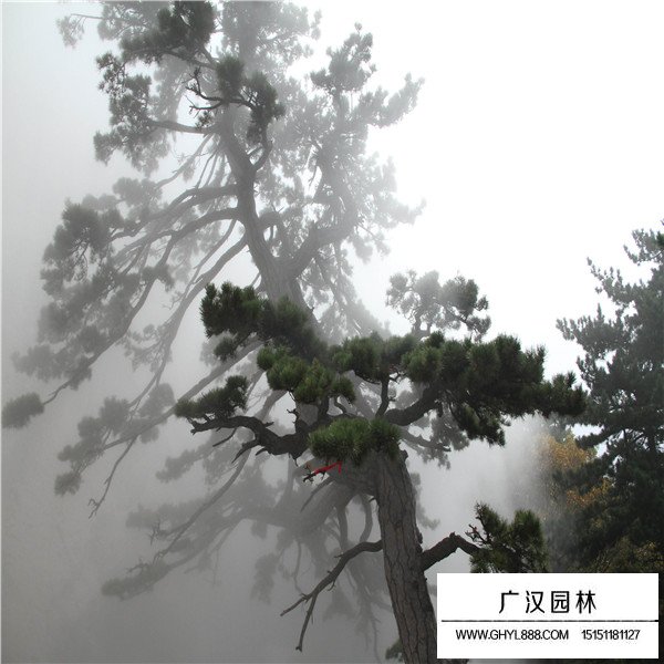 不同規(guī)格松樹(shù)苗批發(fā)價(jià)格(圖1)