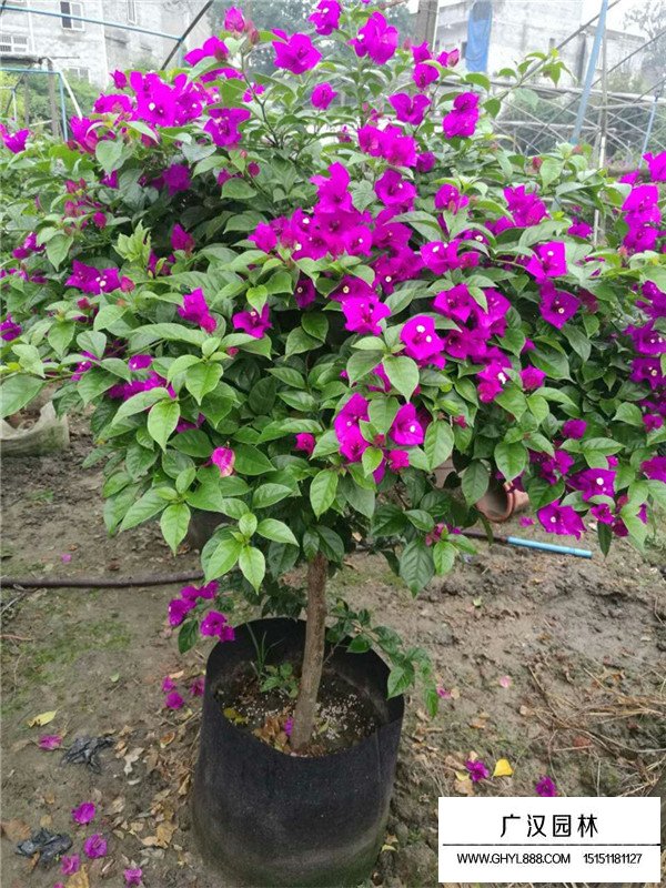 如何區(qū)別梅花和桃花(圖1)