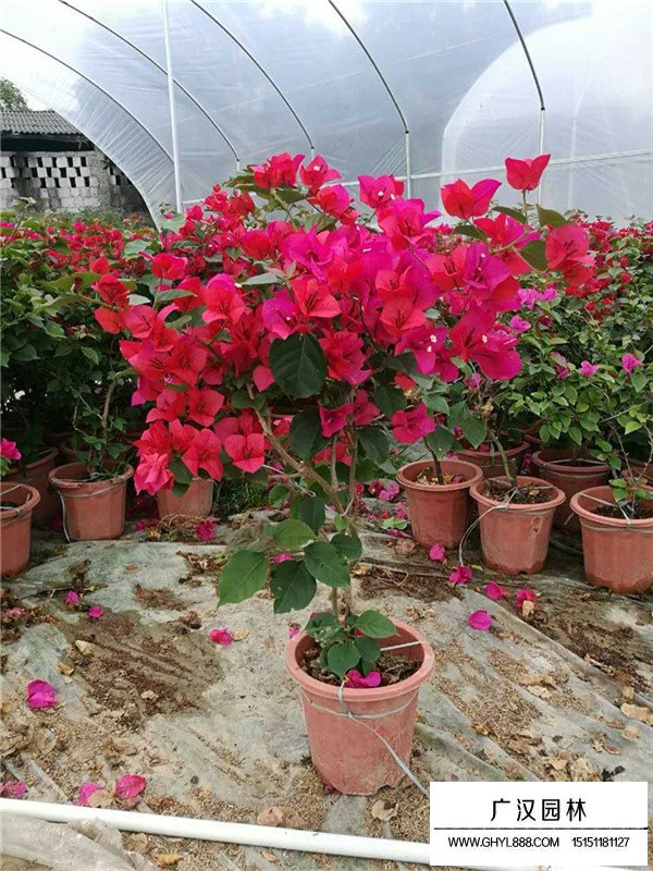 如何區(qū)別梅花和桃花(圖2)