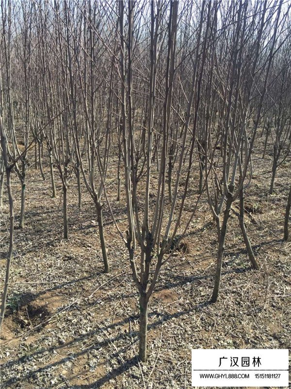 西府海棠什么時候開花(圖3)