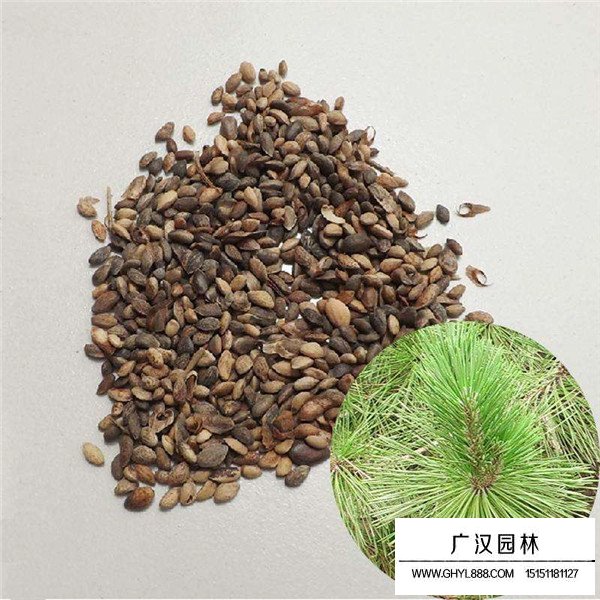 黑松種子貴嗎(圖2)