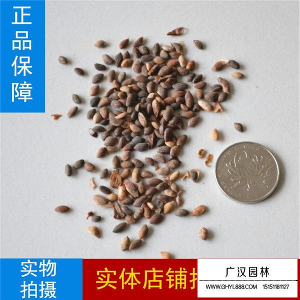 黑松種子貴嗎(圖3)