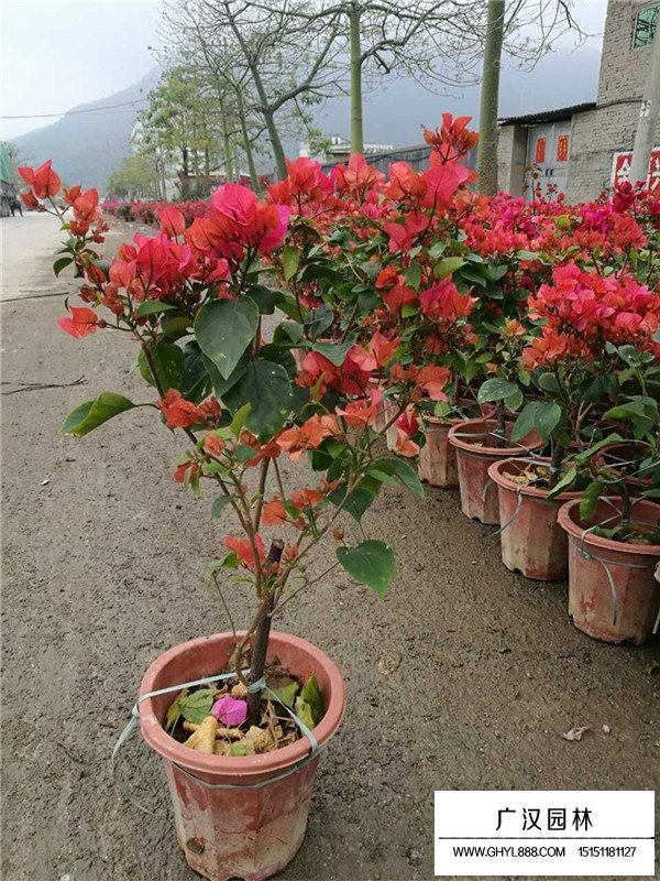 梅花的田間種植方法(圖2)