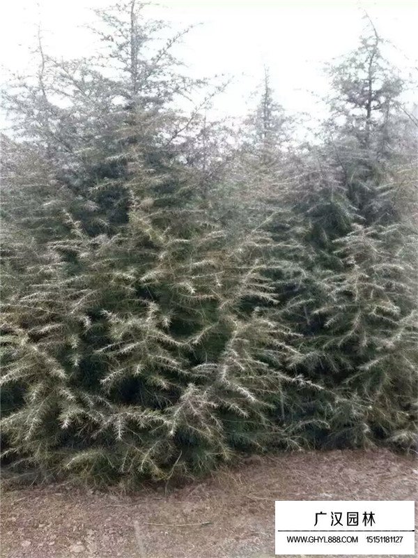 雪松都分布在哪里(圖1)