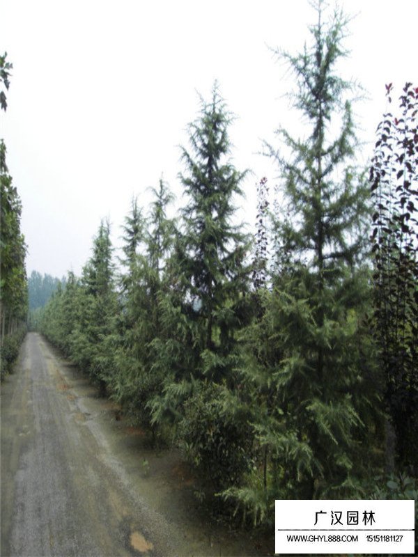 雪松在我國的分布范圍(圖4)