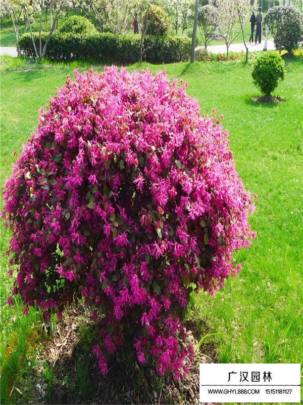 紅花繼木的種子多少錢一斤(圖2)