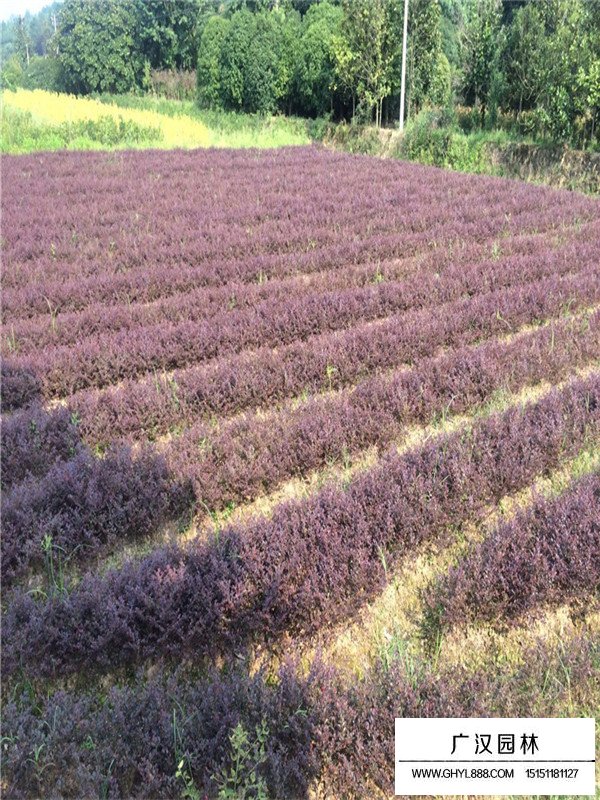 紅花繼木的種子多少錢一斤(圖3)