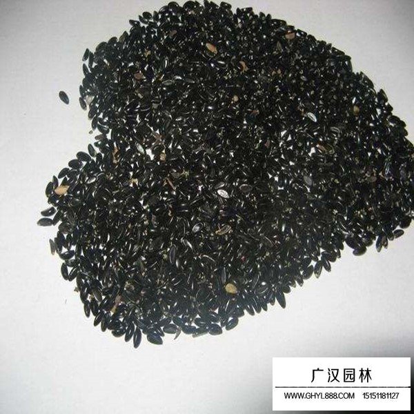 黃楊種子的價(jià)格是多少(圖2)