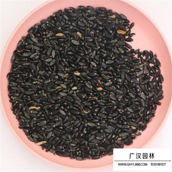 黃楊種子的價(jià)格是多少(圖3)