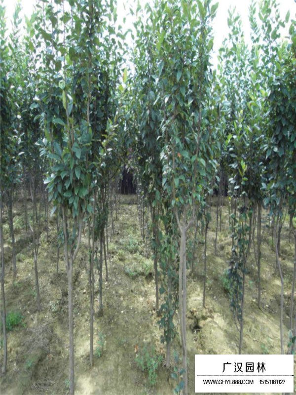 海棠樹的觀賞價值(圖2)