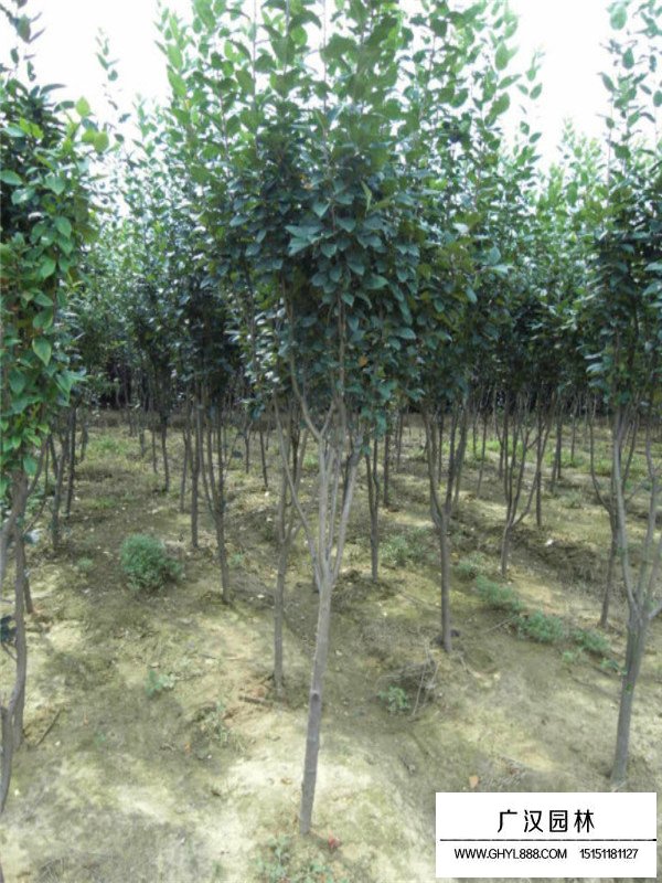 海棠樹的觀賞價值(圖3)