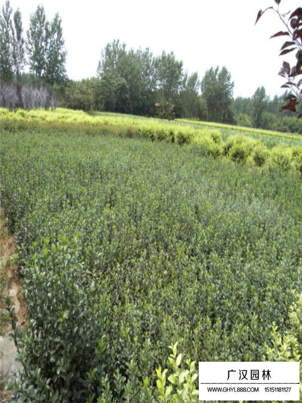 大葉黃楊相關(guān)知識(圖2)