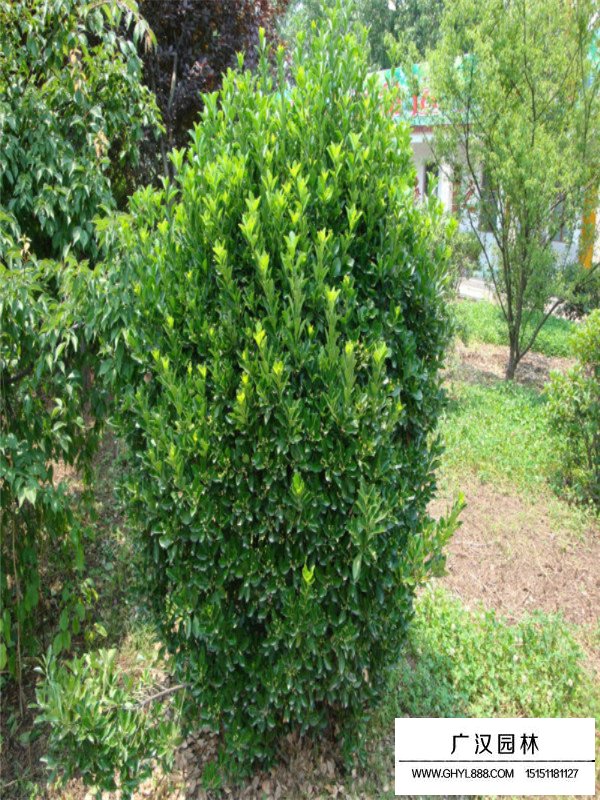 大葉黃楊的相關(guān)信息(圖4)
