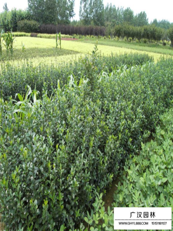 大葉黃楊的相關(guān)信息(圖2)