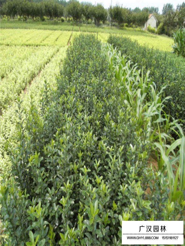 大葉黃楊的栽培技術(shù)(圖3)