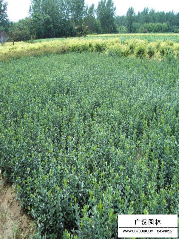大葉黃楊栽培技術(shù)(圖1)