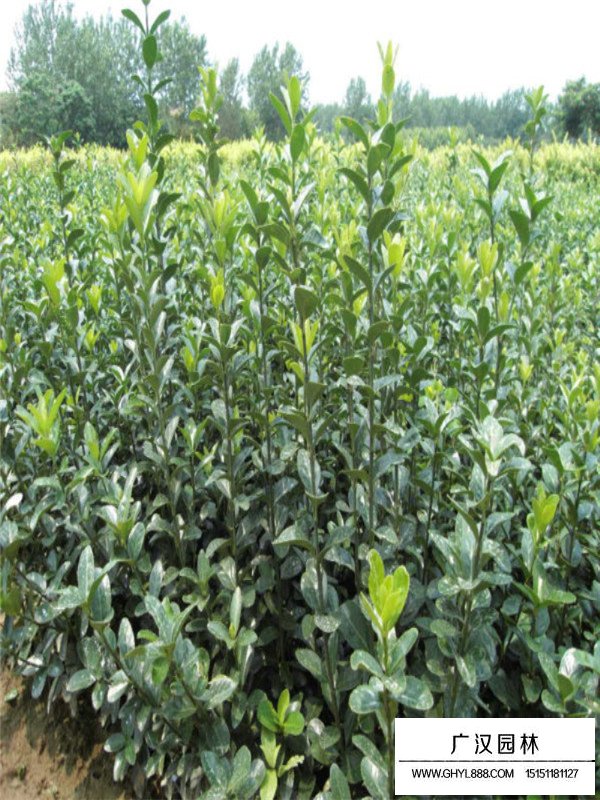 大葉黃楊栽培技術(shù)(圖3)