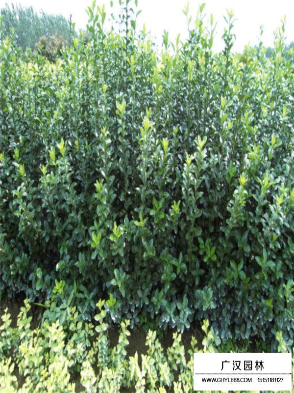 大葉黃楊與小葉黃楊的區(qū)別(圖3)