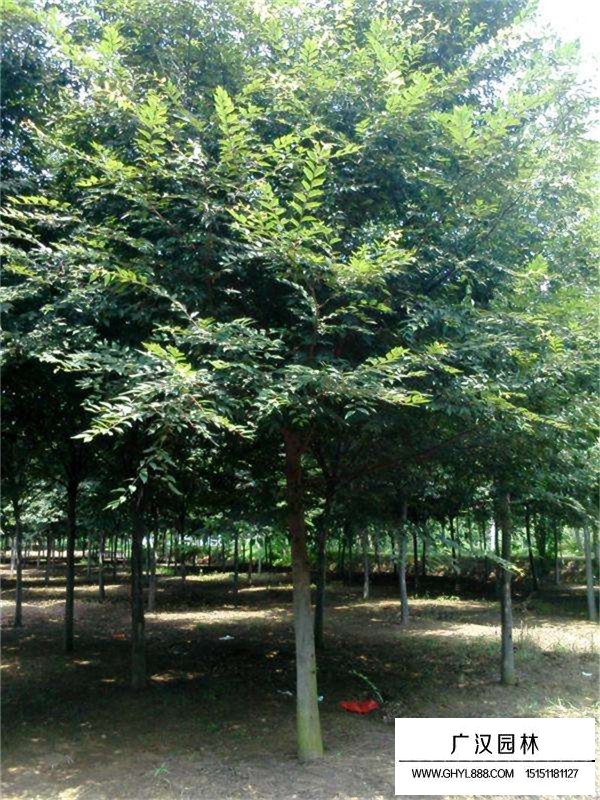 紅櫸樹(shù)病蟲(chóng)害防治(圖4)