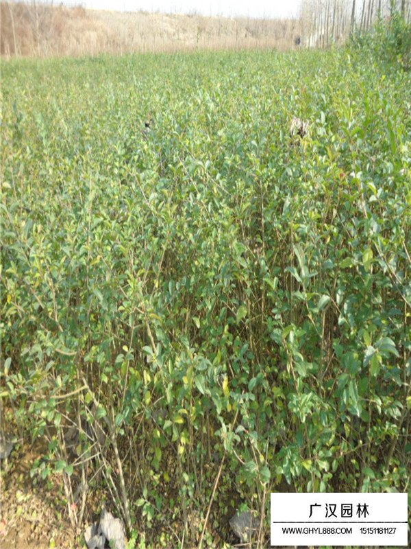 沭陽(yáng)水臘基地報(bào)價(jià)(圖3)