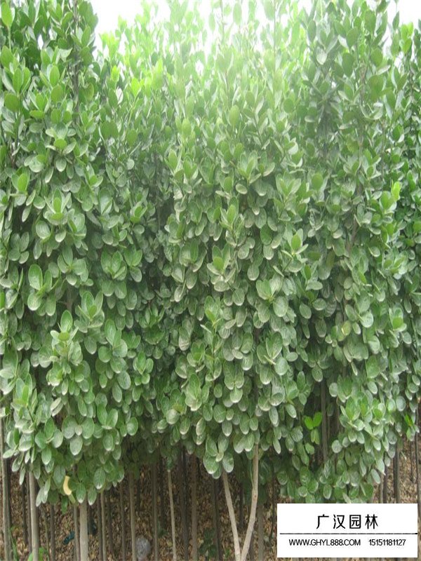 北海道黃楊的栽培注意事項(xiàng)(圖4)