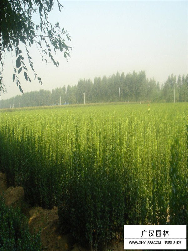 北海道黃楊的種植注意事項(xiàng)(圖2)