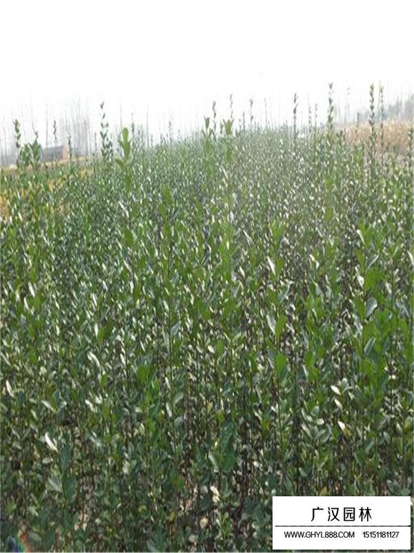 北海道黃楊的管理及種植密度(圖1)