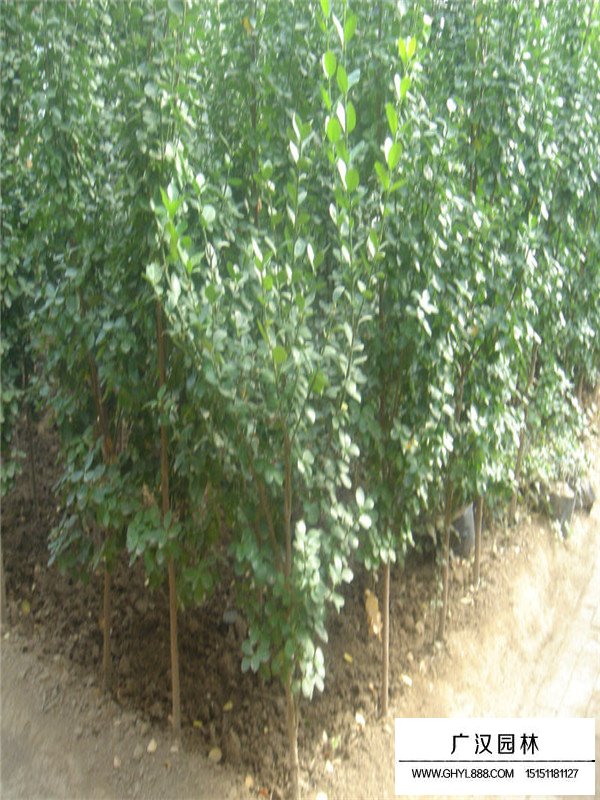 北海道黃楊的管理及種植密度(圖3)