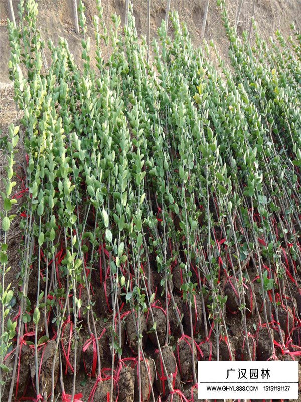 北海道黃楊的管理及種植密度(圖4)