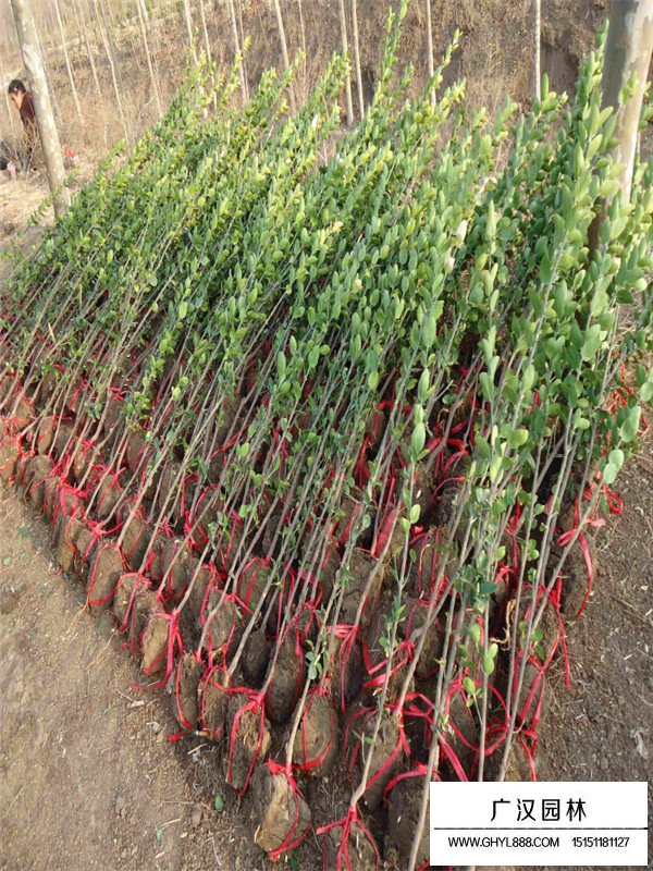 北海道黃楊的用途及發(fā)展前景(圖4)