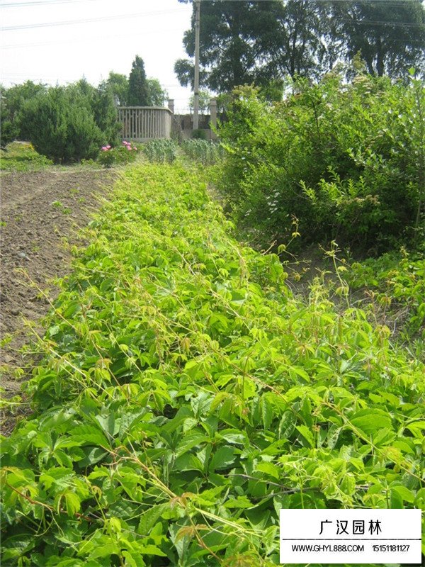 爬山虎的品種(圖1)