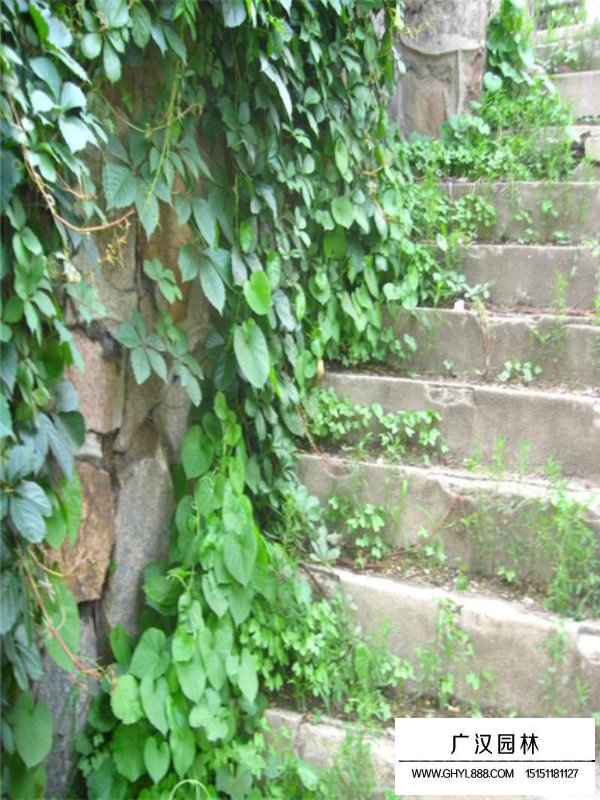 爬山虎的品種(圖3)