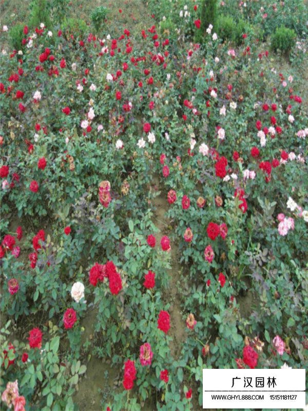 紅帽月季的養(yǎng)殖方法(圖4)