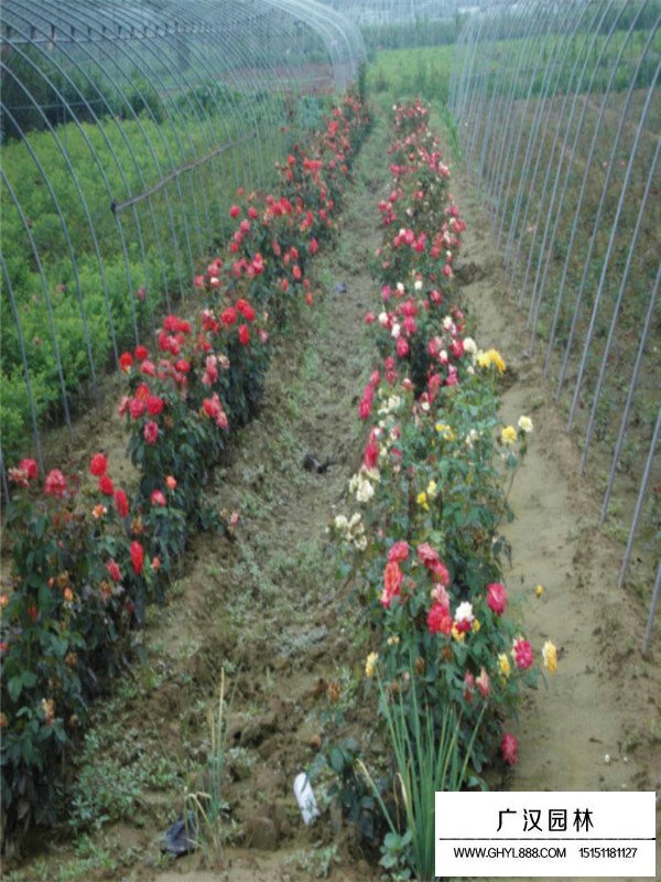 紅帽月季怎么養(yǎng)(圖4)