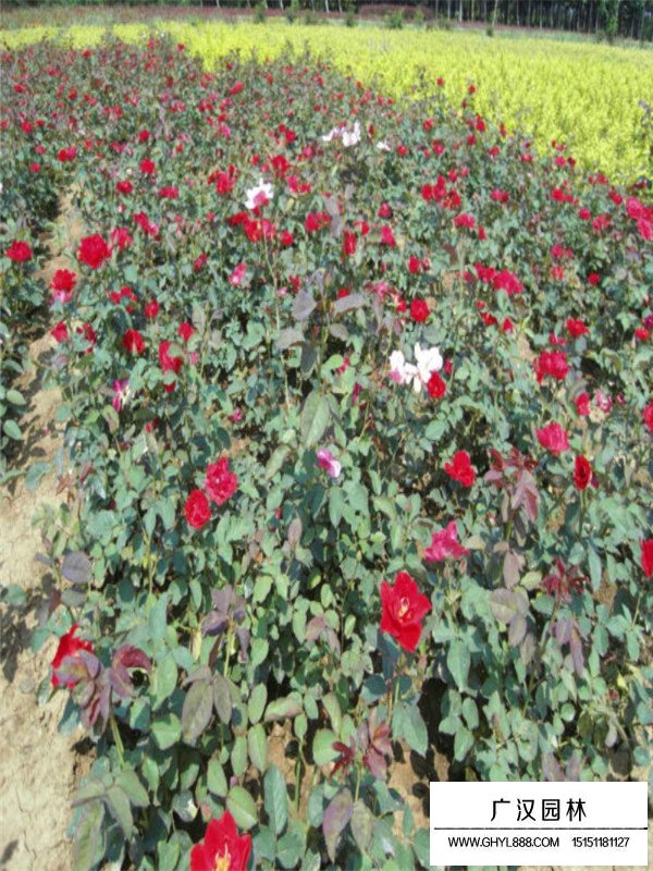 紅帽月季盆景的造型方法(圖3)