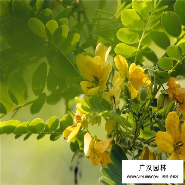 如何區(qū)分黃金槐與黃花槐(圖1)