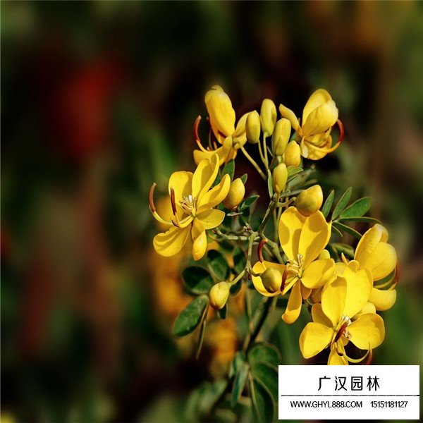 如何區(qū)分黃金槐與黃花槐(圖3)