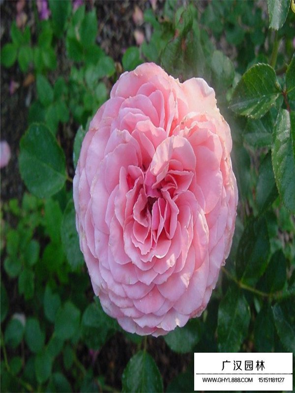 紅帽月季與豐花月季有什么區(qū)別(圖4)