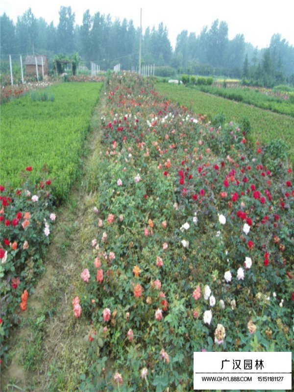 紅帽月季與豐花月季有什么區(qū)別(圖2)