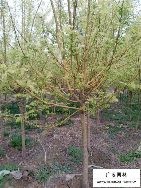 黃金槐的價格(圖1)