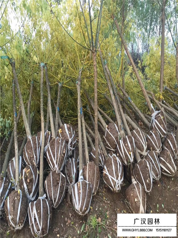 黃金槐的價格(圖4)