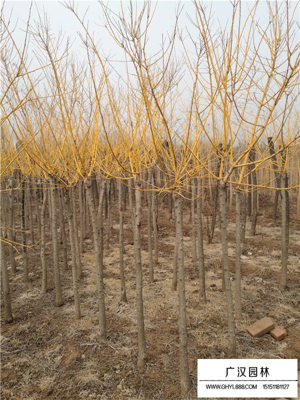 2020黃金槐價(jià)格(圖1)