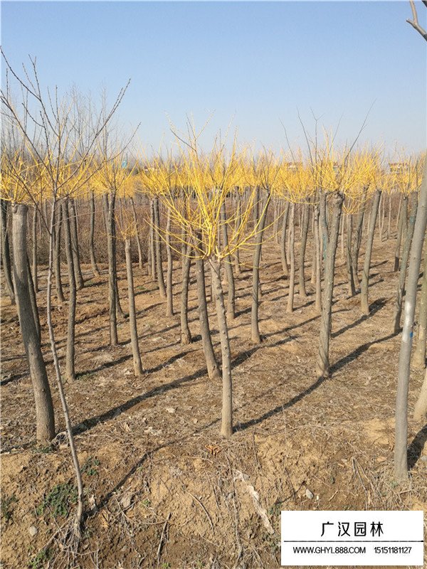 2020黃金槐價(jià)格(圖2)