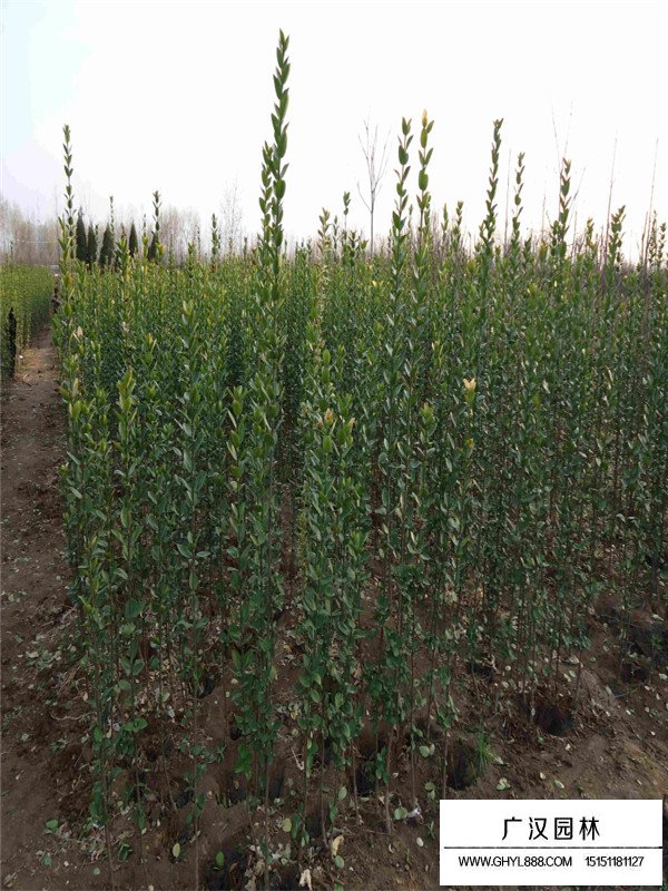 北海道黃楊的價(jià)格(圖4)