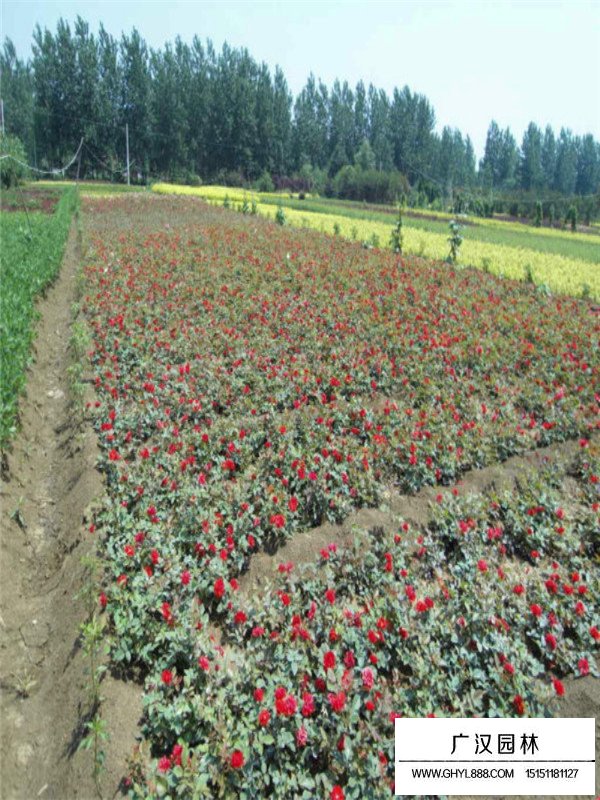 紅帽月季扦插方法(圖3)