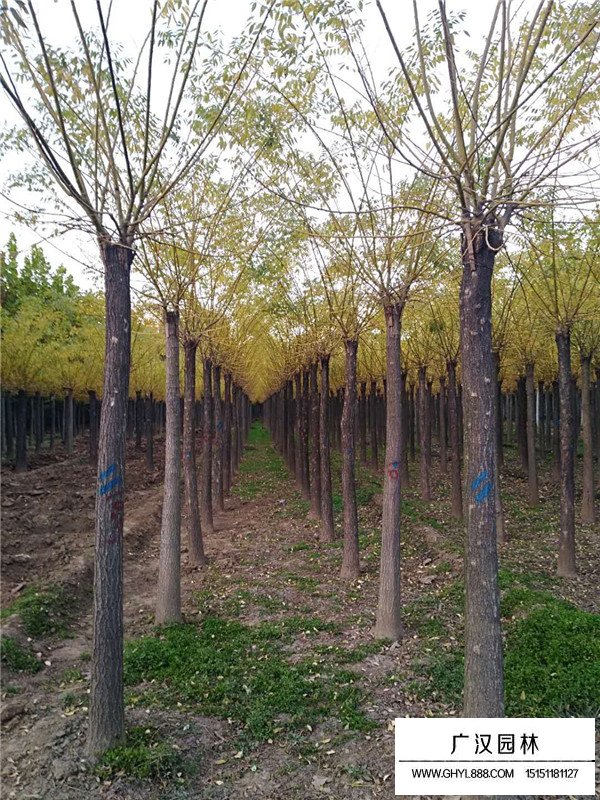 黃金槐的相干信息(圖3)