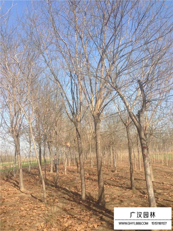 黃金槐與金葉槐的區(qū)別(圖4)