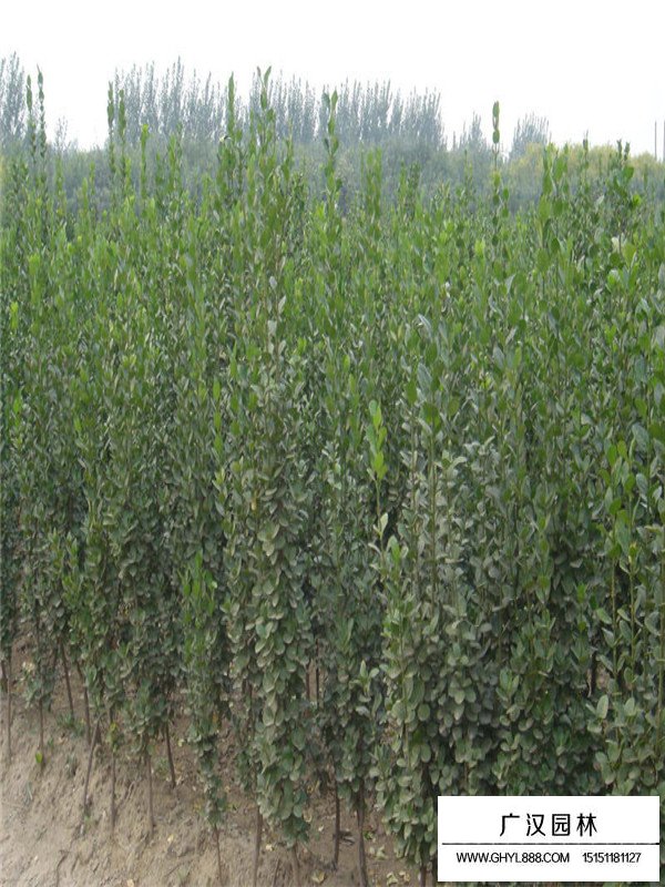 北海道黃楊的繁衍方法(圖2)