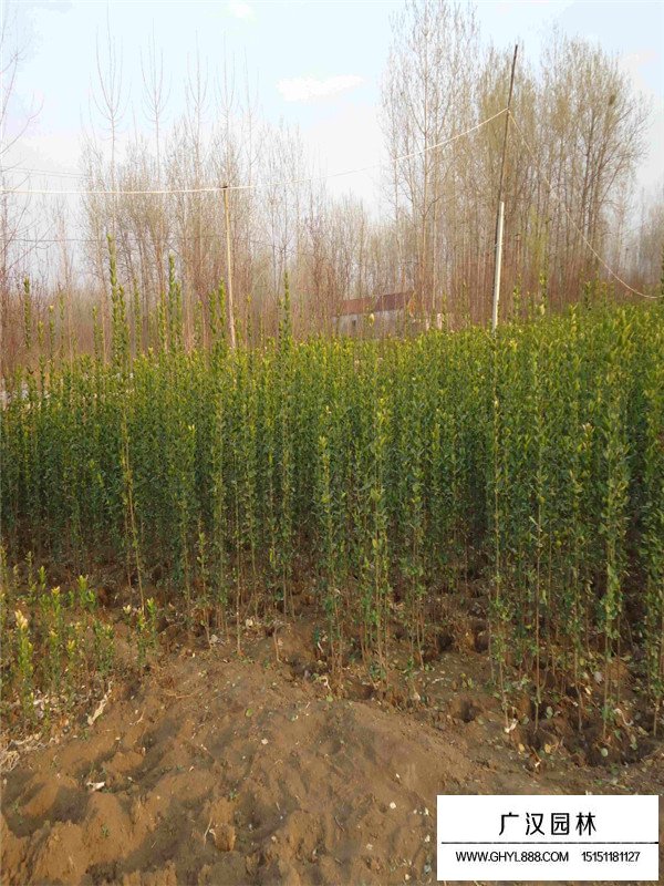 北海道黃楊的修剪注意事項(xiàng)(圖4)